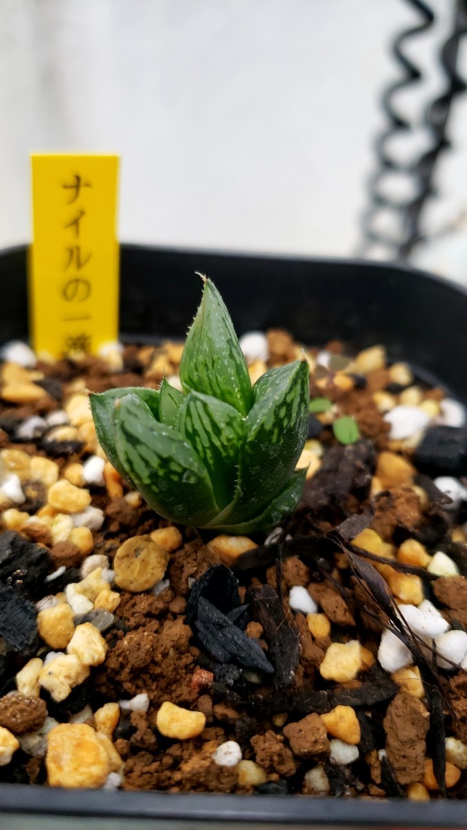 ハオルチア　ナイルの一滴　カキコセット　根があり ハオルチア ナイルの一滴 カキコセット 根があり