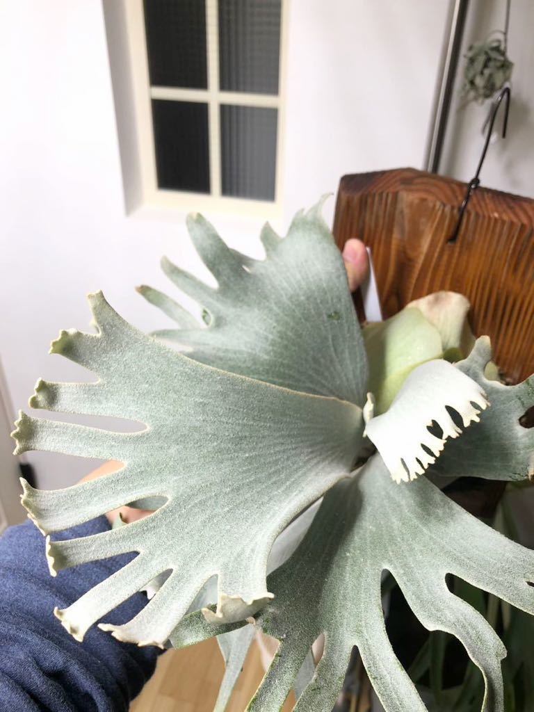 ビカクシダ　P.FWSQ 子株