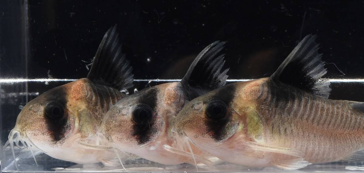 コリドラス・バーゲシー 【ブリード個体】●4.0～4.4ｃｍくらい●　×3匹セット