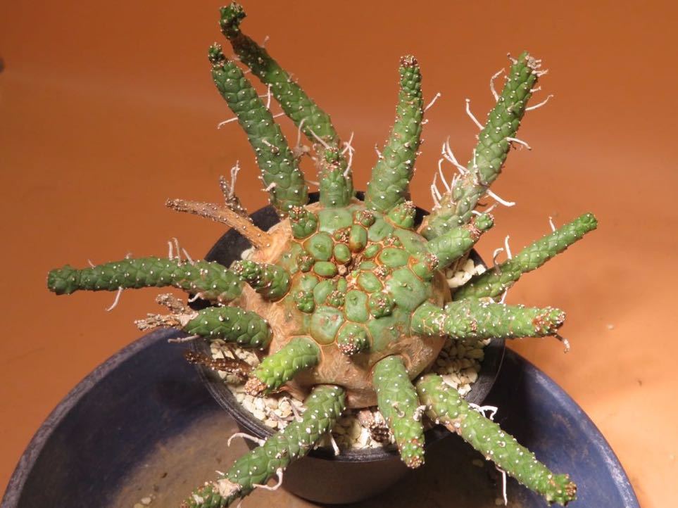 多肉植物24個 1128-QY066 クリスペイトビューティー エケベリア カット