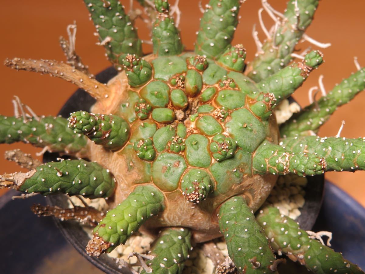 68 Euphorbia gamkaensis ユーフォルビア ガムケンシス サボテン 多肉