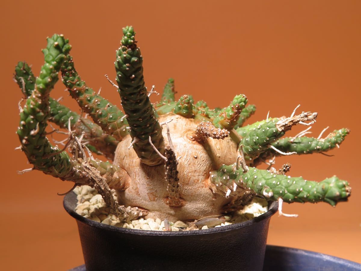 68 Euphorbia gamkaensis ユーフォルビア ガムケンシス サボテン 多肉