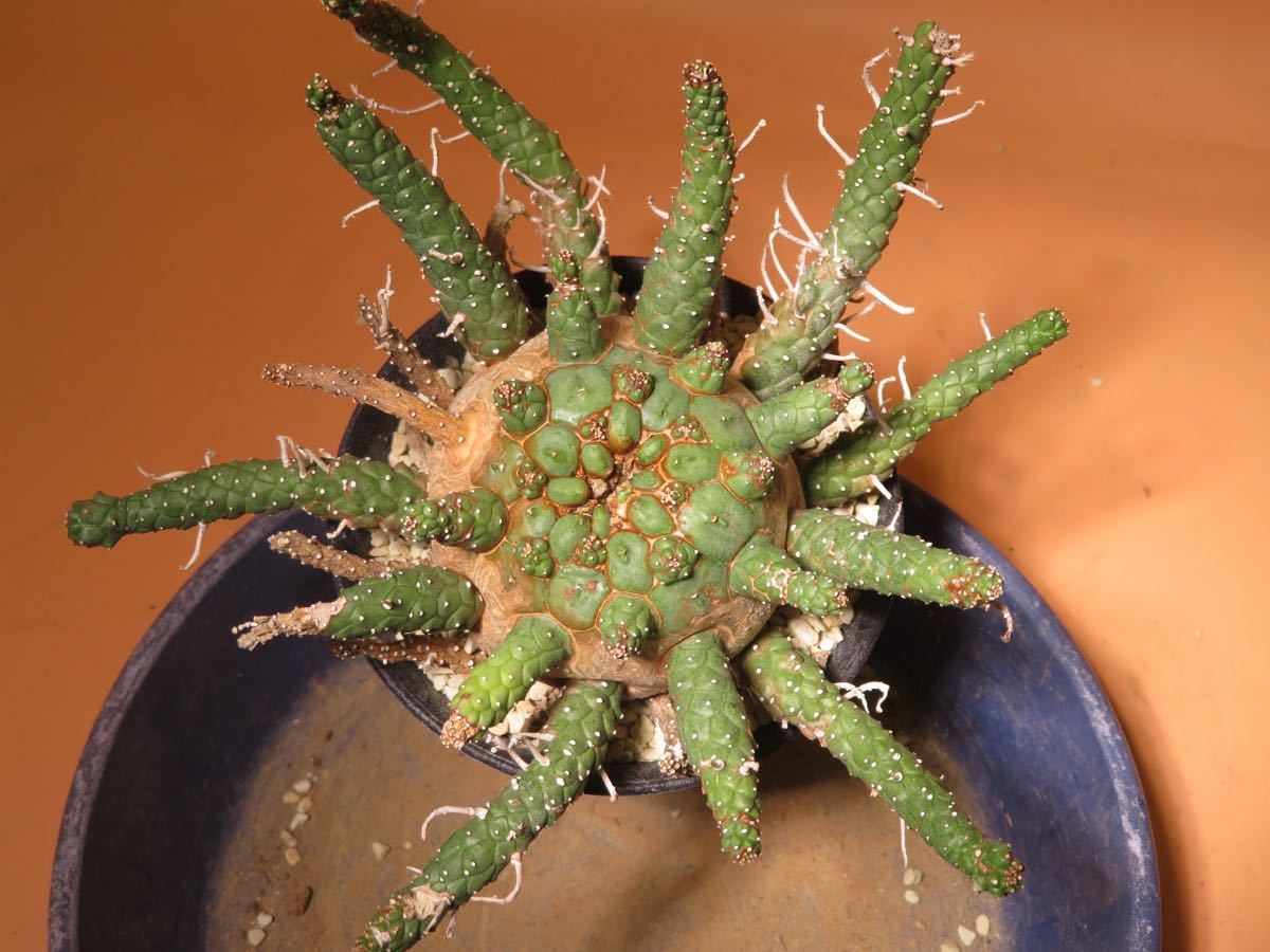 68 Euphorbia gamkaensis ユーフォルビア ガムケンシス サボテン 多肉