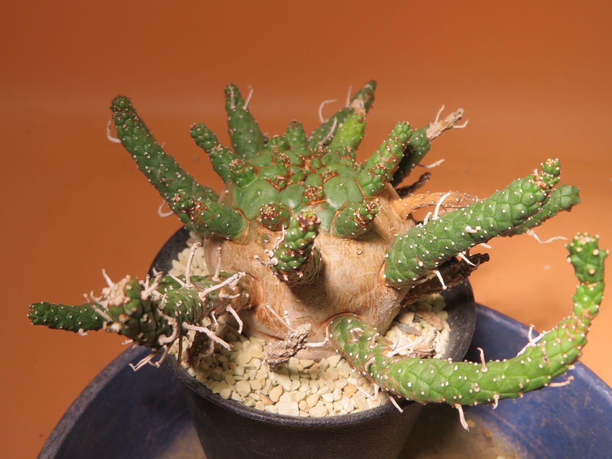 68 Euphorbia gamkaensis ユーフォルビア ガムケンシス サボテン 多肉