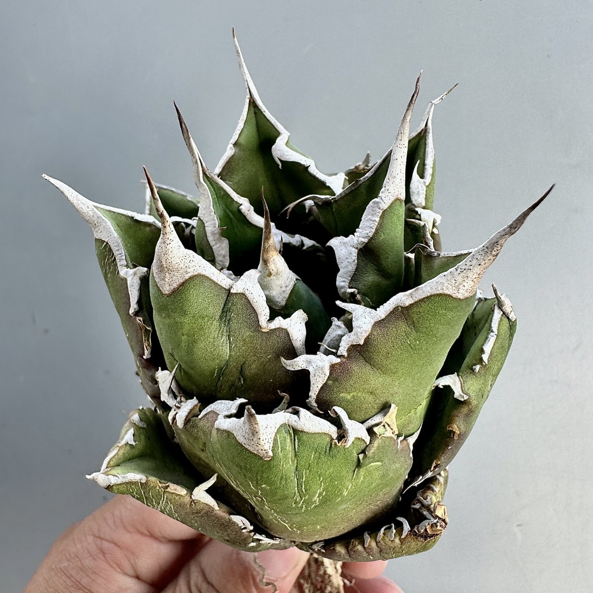 SS26 激レア高級品種 アガベ チタノタ メキシコ輸入産地種現地株 無名 丸い叶 コンパクト包葉形 極上強棘株