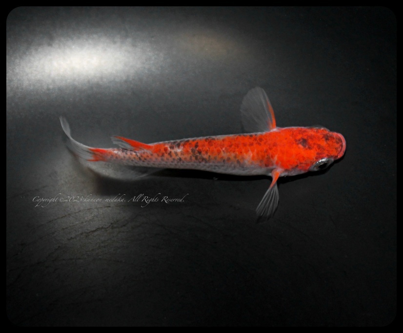 【観音めだか】『紅龍錦(べにりゅうにしき)』雄1雌2匹☆(66)