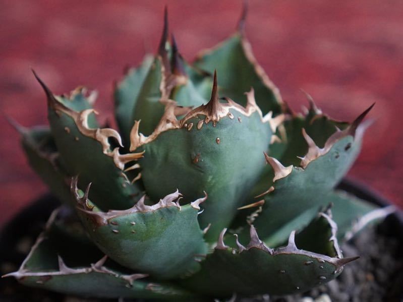 ①Agave Titanota fo222.アガベ チタノタ ぶつぶつ ブツブツ 【公式通販】