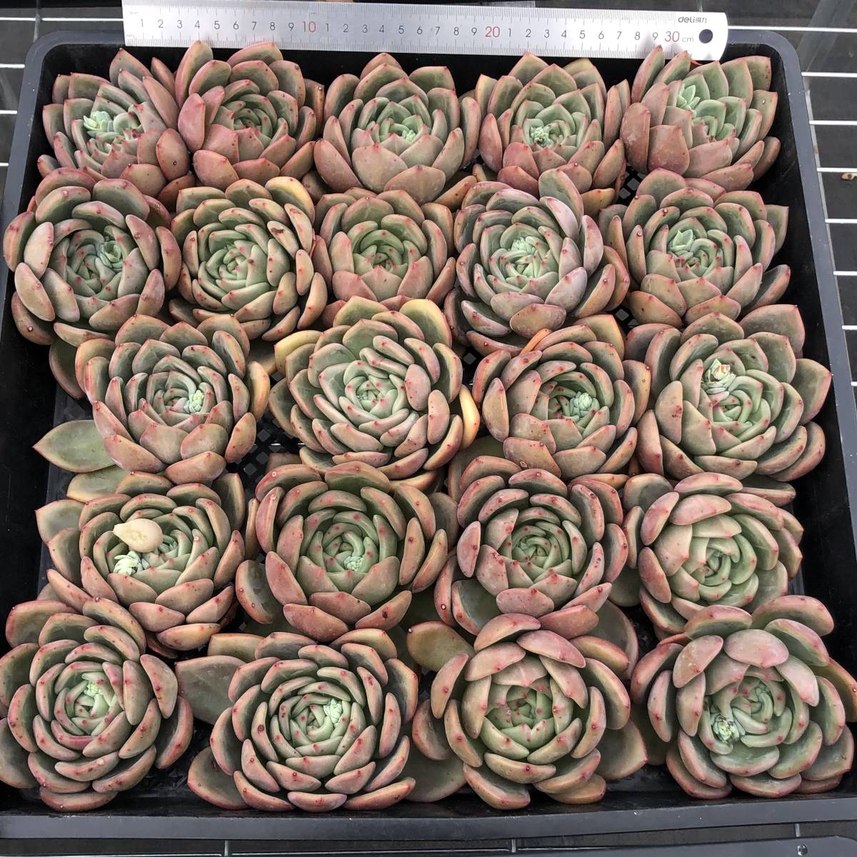 多肉植物 エケベリア 多肉図鑑シャンペーン（エケベリア属 