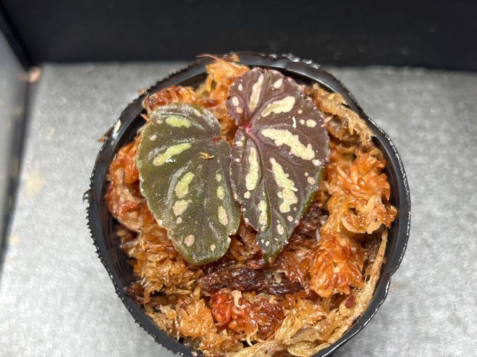Begonia ベゴニア – デロック - Delok sp. 原種ベゴニア 熱帯植物.com