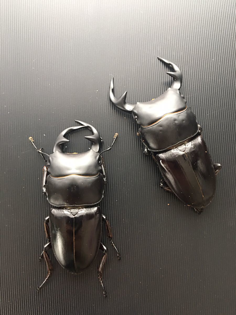 標本グランディスオオクワガタ ベトナム産 グランディスオオクワガタ