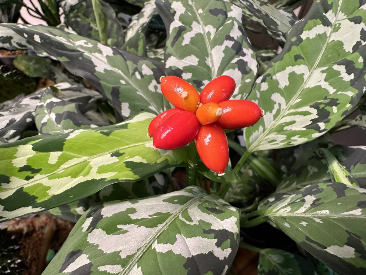 LA便ネームド アグラオネマ ピクタム Aglaonema pictum “天照” 増殖株