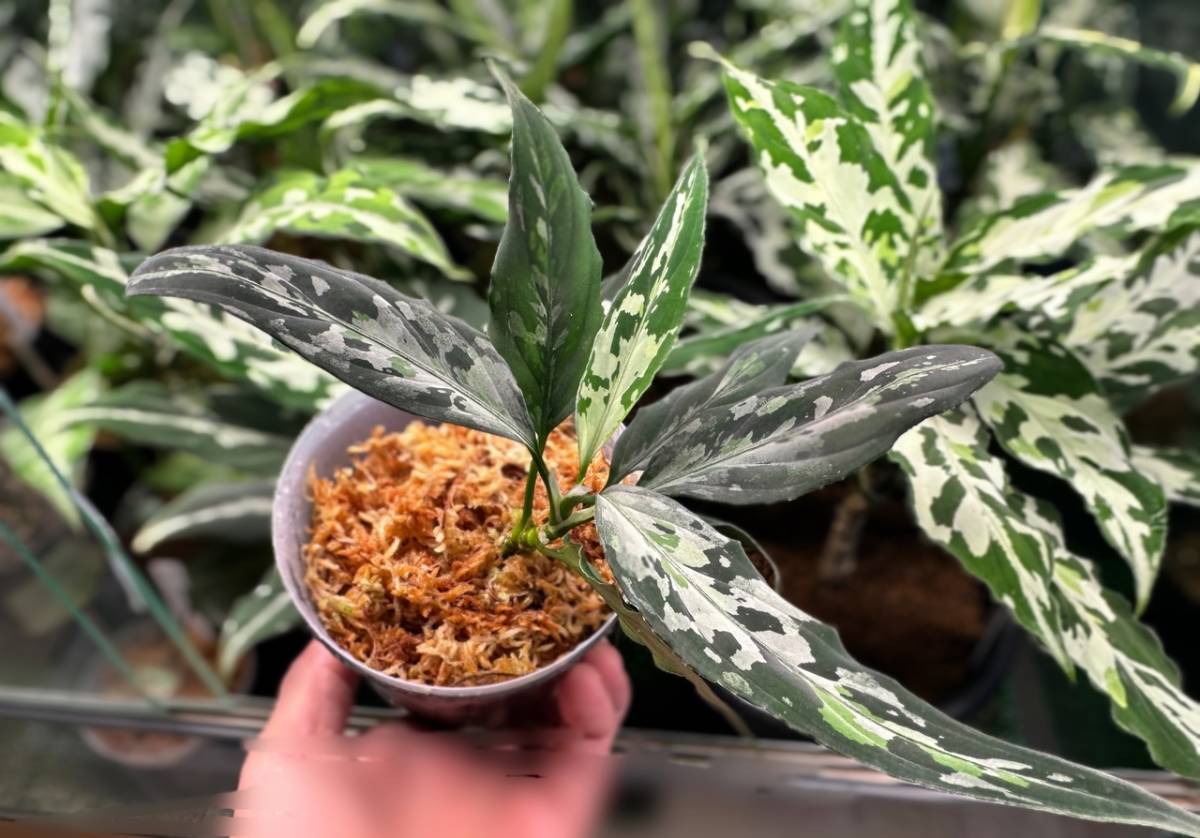 LA便ネームド アグラオネマ ピクタム Aglaonema pictum “天照” 増殖株