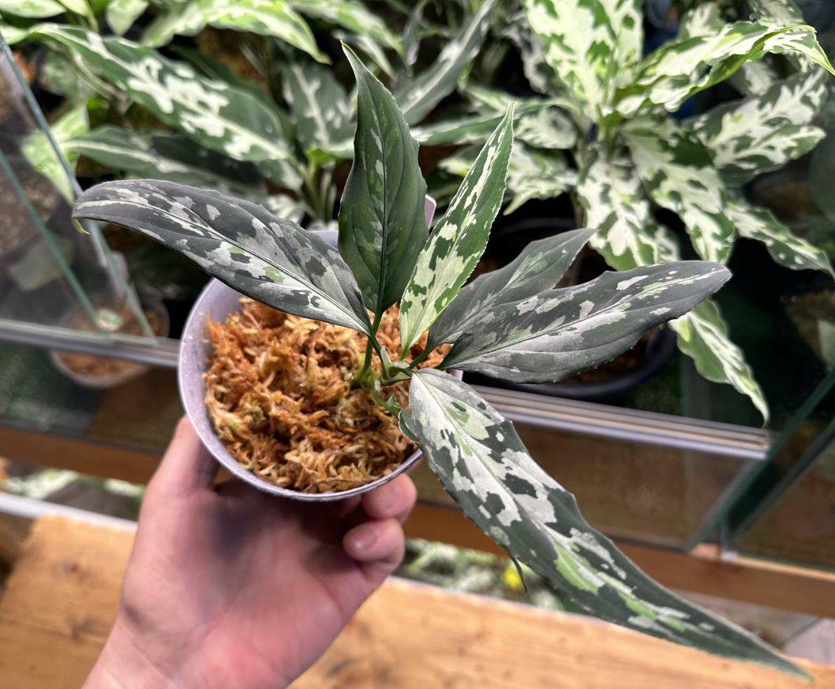 LA便ネームド アグラオネマ ピクタム Aglaonema pictum “天照” 増殖株