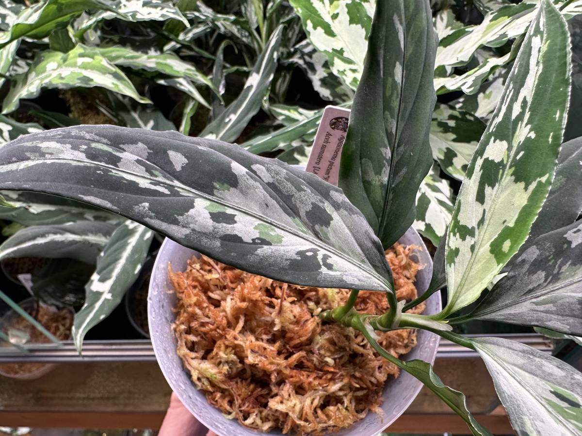 LA便ネームド アグラオネマ ピクタム Aglaonema pictum “天照” 増殖株