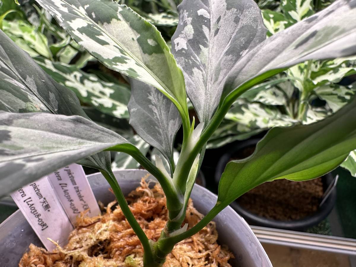 LA便ネームド アグラオネマ ピクタム Aglaonema pictum “天照” 増殖株