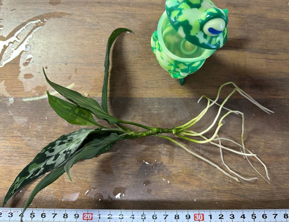 LA便ネームド アグラオネマ ピクタム Aglaonema pictum “天照” 増殖株