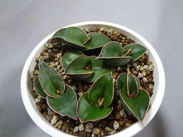 サンスベリア エーレンベルギー バナナ ソマリア 6株 その他 売買されたオークション情報 Yahooの商品情報をアーカイブ公開 オークファン Aucfan Com