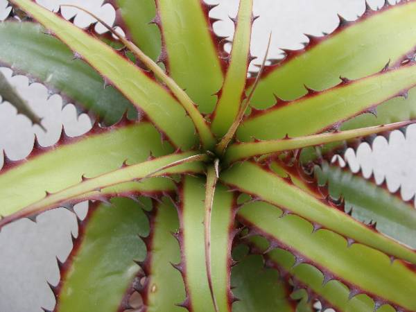 ☆Deuterocohnia brevispicata☆デウテロコニア ブロメリア(アナナス 