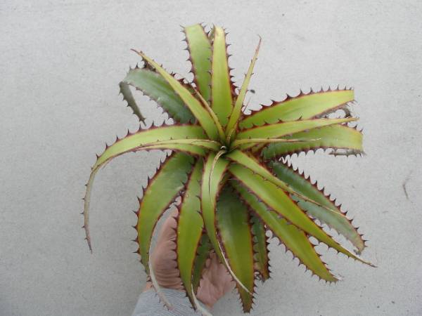 ☆Deuterocohnia brevispicata☆デウテロコニア ブロメリア(アナナス 