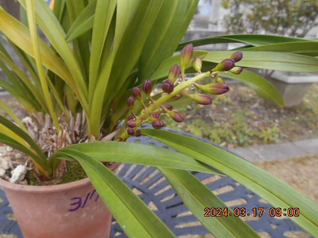 キンリョウヘン 　開花間近の花茎１本＋花芽１個　株分け可能＜317＞_1