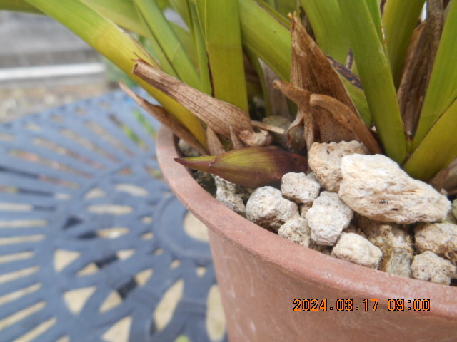 キンリョウヘン 　開花間近の花茎１本＋花芽１個　株分け可能＜317＞_2