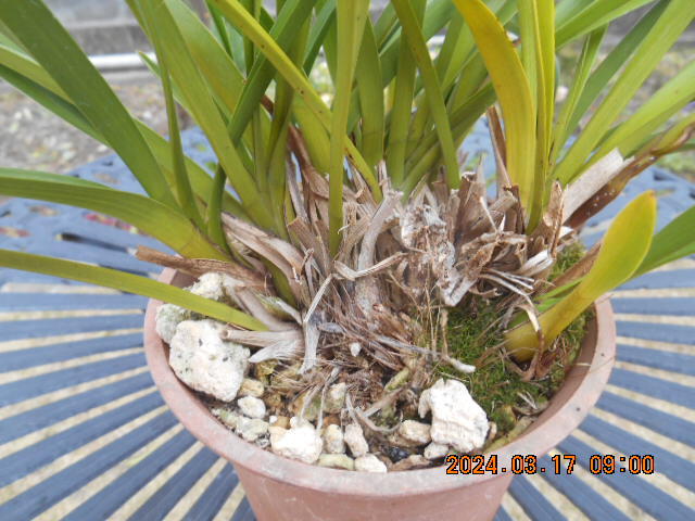 キンリョウヘン 　開花間近の花茎１本＋花芽１個　株分け可能＜317＞_3