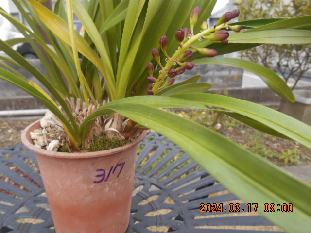 キンリョウヘン 　開花間近の花茎１本＋花芽１個　株分け可能＜317＞_4