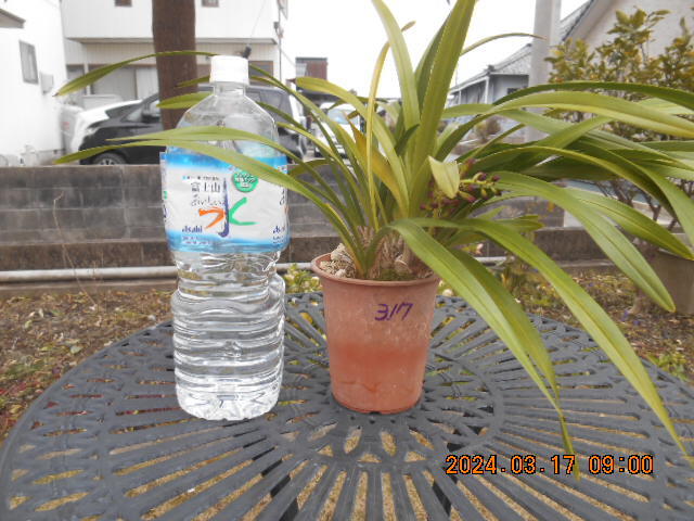 キンリョウヘン 　開花間近の花茎１本＋花芽１個　株分け可能＜317＞_5