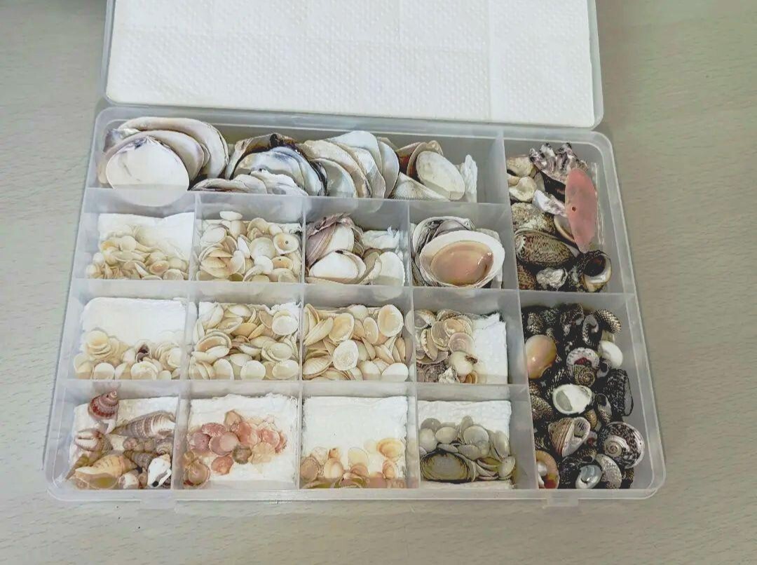 貝殻 貝がら かいがら 貝 かい_1