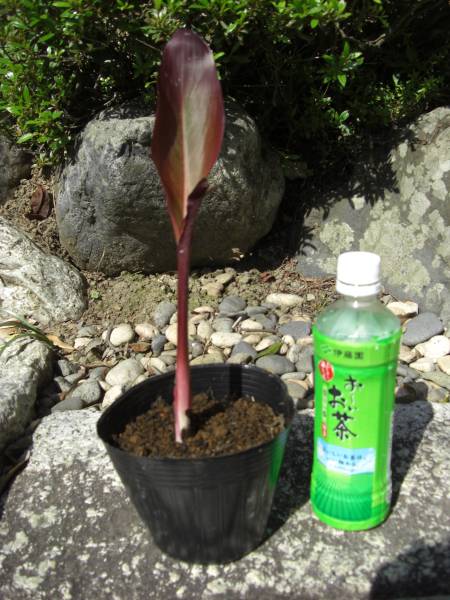 カンナ オーストラリア その他 売買されたオークション情報 Yahooの商品情報をアーカイブ公開 オークファン Aucfan Com カンナ オーストラリア その他 売買されたオークション情報 Yahooの商品情報をアーカイブ公開 オークファン Aucfan Com