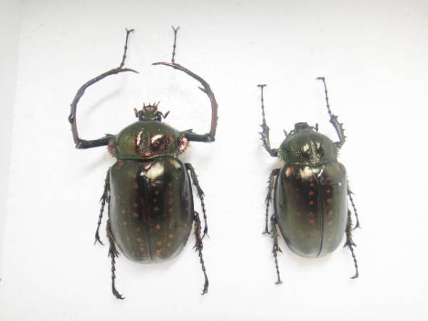 標本 テルヌマテナガコガネ Cheirotonus terunumai 66mm特大!(虫類