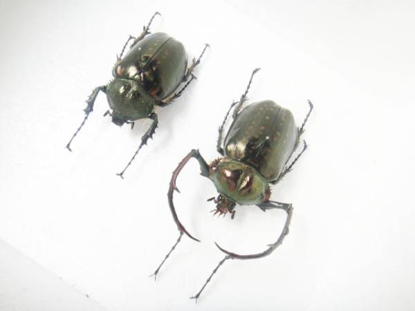 標本 テルヌマテナガコガネ Cheirotonus terunumai 66mm特大!(虫類