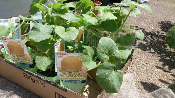 メロン ころたん 苗 グリーンカーテン可 第四種対応 複数可 果物 売買されたオークション情報 Yahooの商品情報をアーカイブ公開 オークファン Aucfan Com