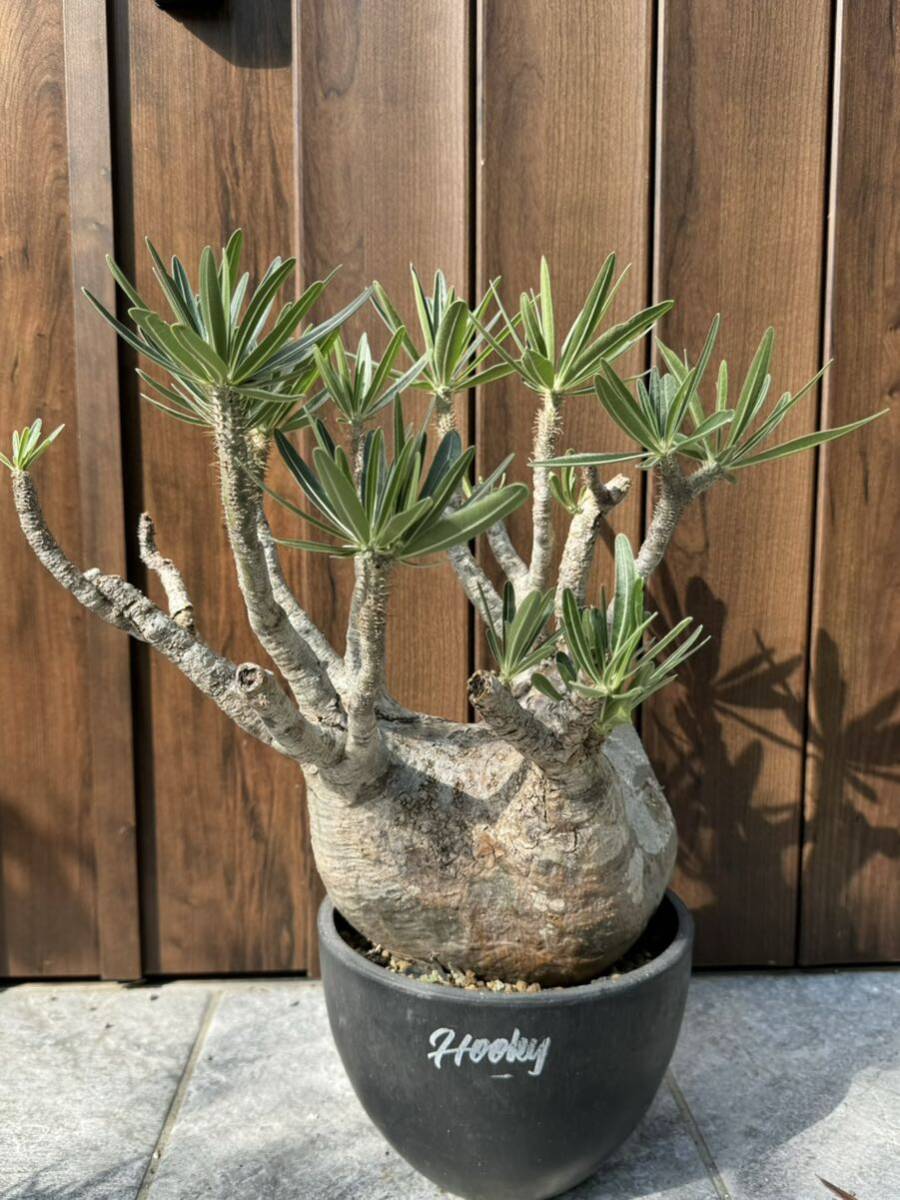 パキポディウム グラキリス 塊根植物 大株 発根済(観葉植物)｜売買され