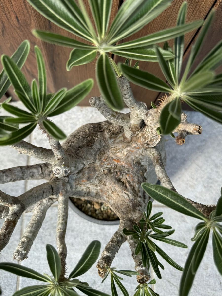 パキポディウム グラキリス 塊根植物 大株 発根済(観葉植物)｜売買され