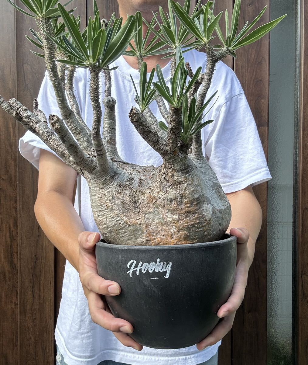 パキポディウム グラキリス 塊根植物 大株 発根済(観葉植物)｜売買され