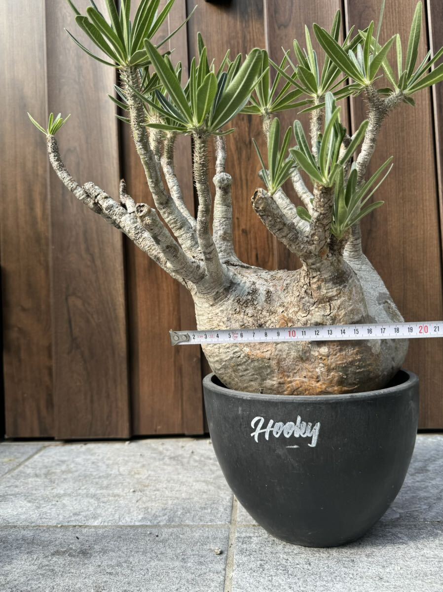 パキポディウム グラキリス 塊根植物 大株 発根済(観葉植物)｜売買され