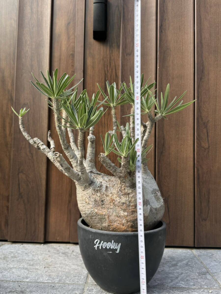 パキポディウム グラキリス 塊根植物 大株 発根済(観葉植物)｜売買され