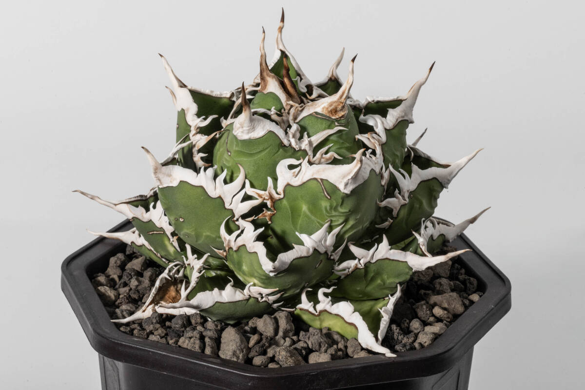 アガベ チタノタ 海王 親株 アガベ チタノタ 海王 親株 コレクション株【gypsy.plants】(アガベ