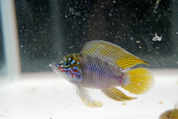 アピストグラマ ボレリーオパール ウィルヘルム F2 1ｐｒ 淡水魚 売買されたオークション情報 Yahooの商品情報をアーカイブ公開 オークファン Aucfan Com