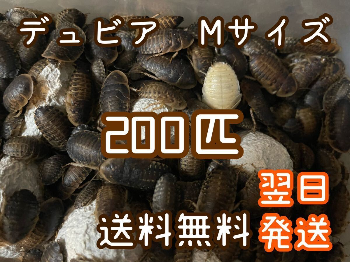 デュビア　Mサイズ　200匹　死着補償10% 爬虫類　アロワナ　エサ_1