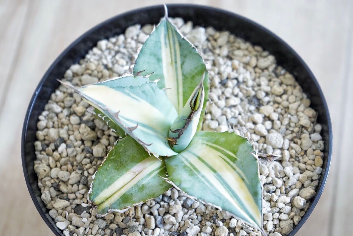 【超希少】アガベ　ホワイトサファイア　発根済み子株 アガベ 希少斑入り ホワイトサファイア ホワイトアイス白中斑 発根済み