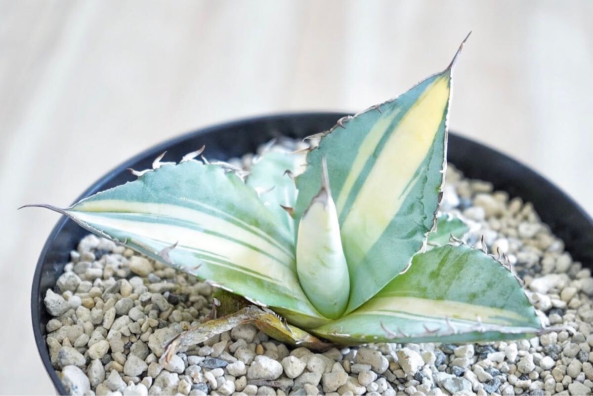 アガベ 希少斑入り ホワイトサファイア ホワイトアイス白中斑 発根済み