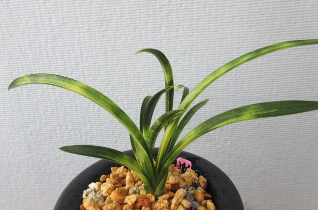 韓国春蘭　燦虎_1