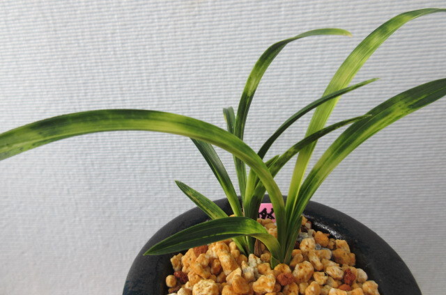 韓国春蘭　燦虎_2