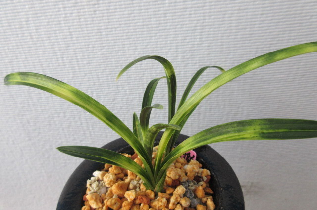 韓国春蘭　燦虎_3