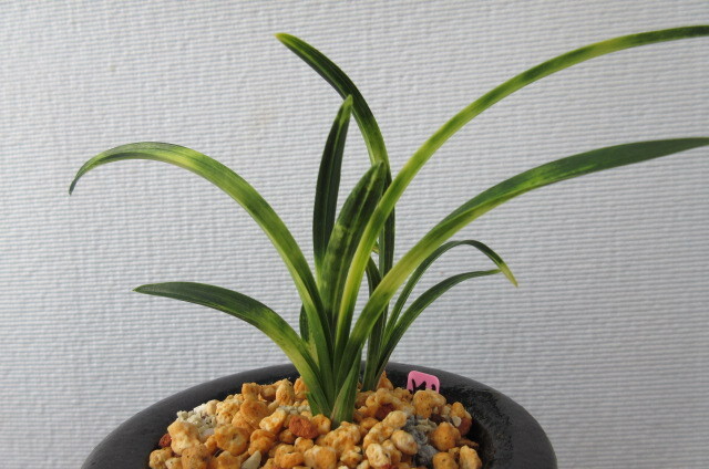 韓国春蘭　燦虎_4