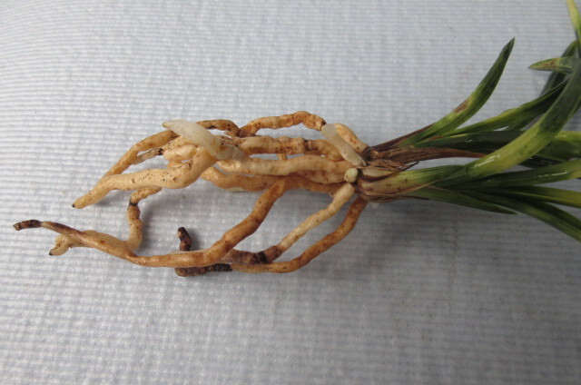 韓国春蘭　燦虎_5