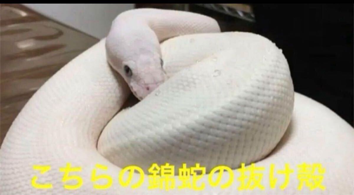 白蛇の抜け殻 蛇の抜け殻 金運 開運 魔除け(女性用)｜売買された