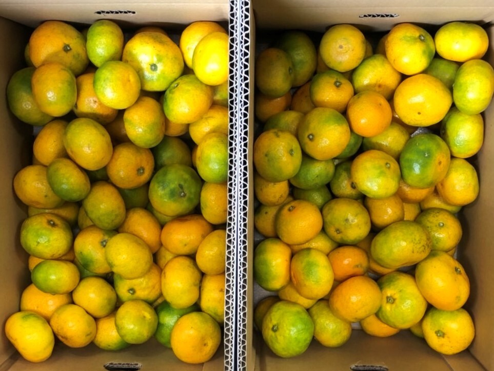 10ｋｇ（5ｋｇＸ2箱）⇒　えひめ極早生みかん　（SS～2Lサイズ）1円スタート_1